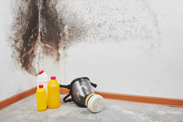 Best Professional Mold Removal  in Mount Pleasant, IA