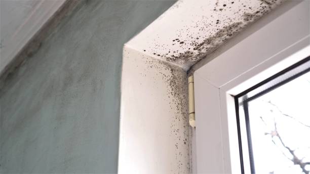 Best Mold Damage Repair  in Mount Pleasant, IA