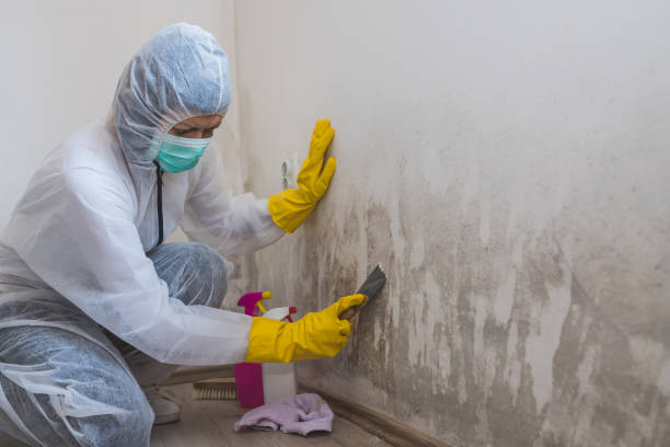 Office Mold Removal Services in Mount Pleasant, IA