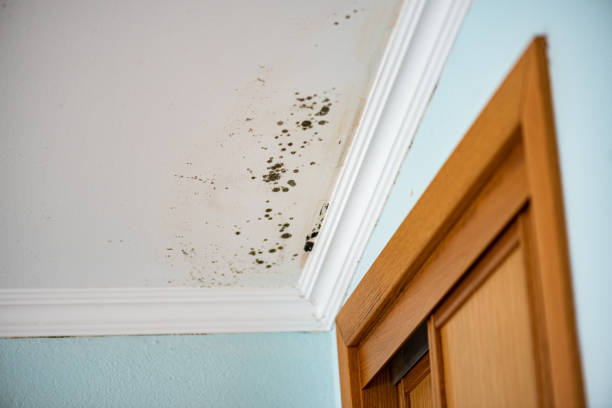 Best Mold Removal and Inspection  in Mount Pleasant, IA
