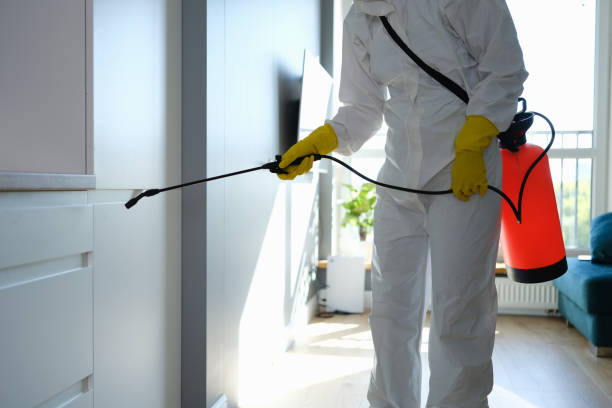 Reliable Mount Pleasant, IA Mold Removal Solutions