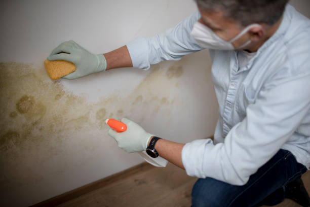 Best Fast Mold Removal  in Mount Pleasant, IA