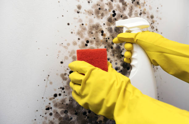 Best Black Mold Removal  in Mount Pleasant, IA