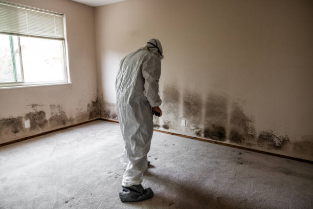 Best Mold Remediation  in Mount Pleasant, IA