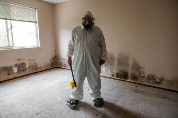 Best Best Mold Removal Companies  in Mount Pleasant, IA