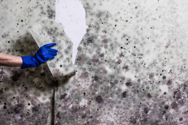Mold Removal and Inspection in Mount Pleasant, IA