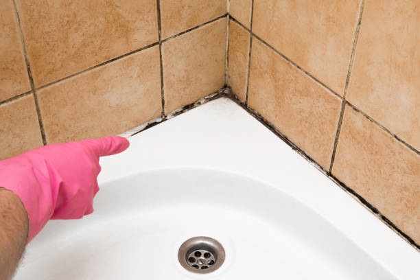 Best Mold Removal Company Near Me  in Mount Pleasant, IA